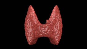 Thyroid and parathyroid gland organ rotating in seamless loop